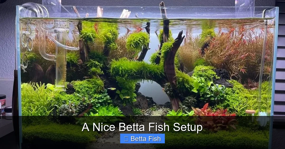 A Nice Betta Fish Setup
