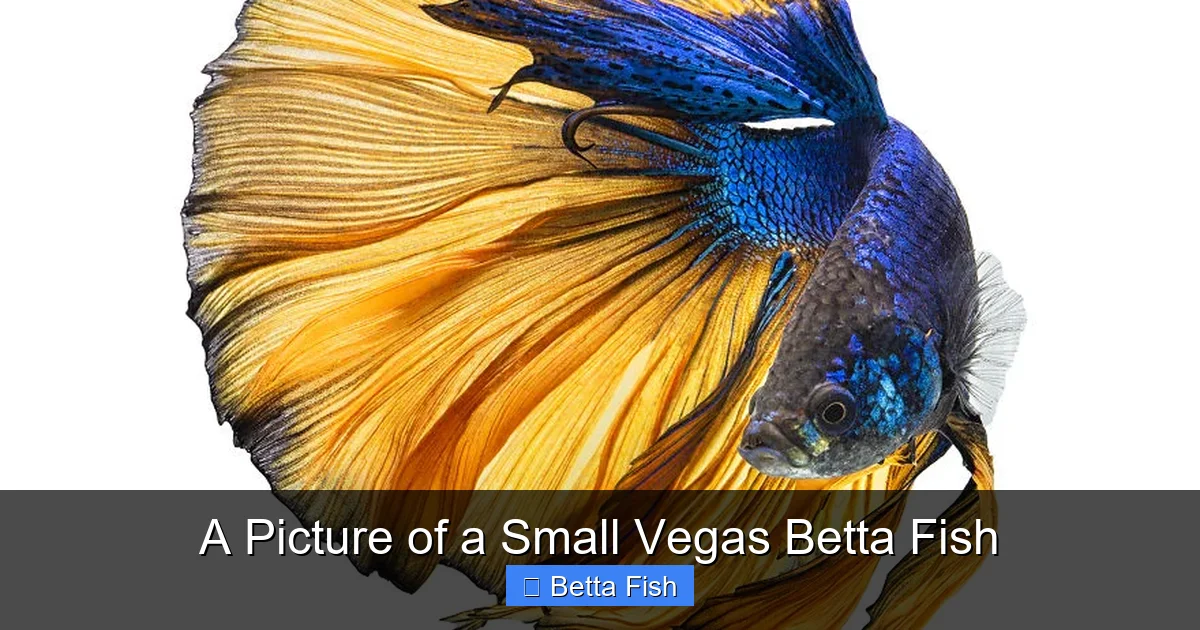 A Picture of a Small Vegas Betta Fish