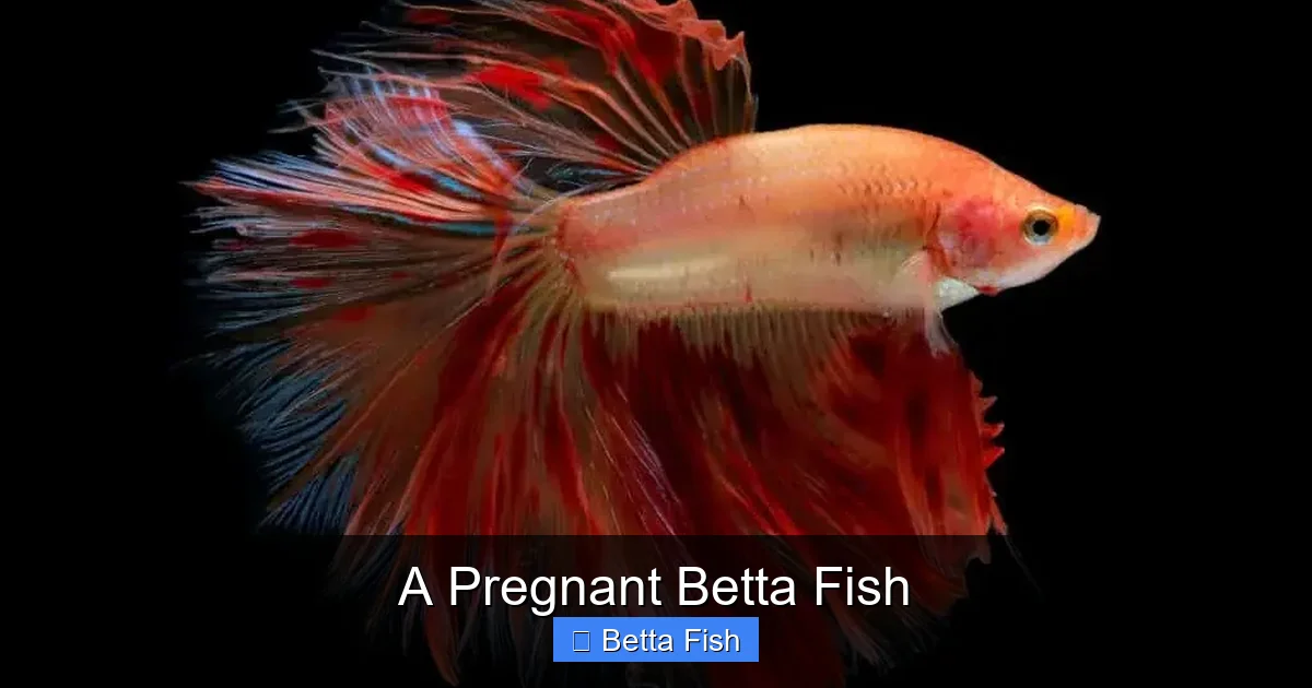 A Pregnant Betta Fish