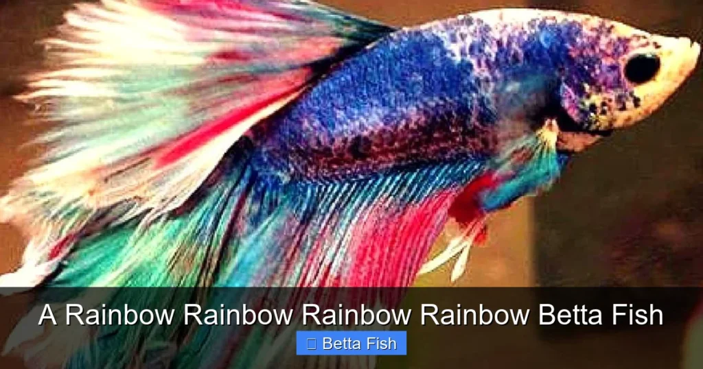 A Rainbow Rainbow Rainbow Rainbow Betta Fish