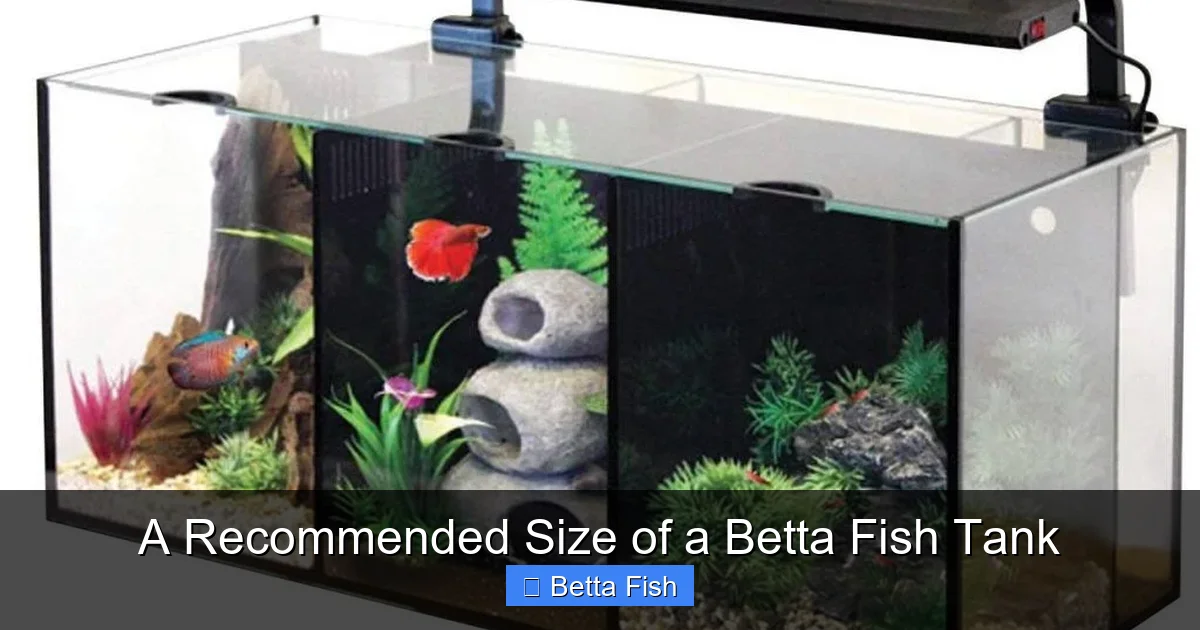 A Recommended Size of a Betta Fish Tank