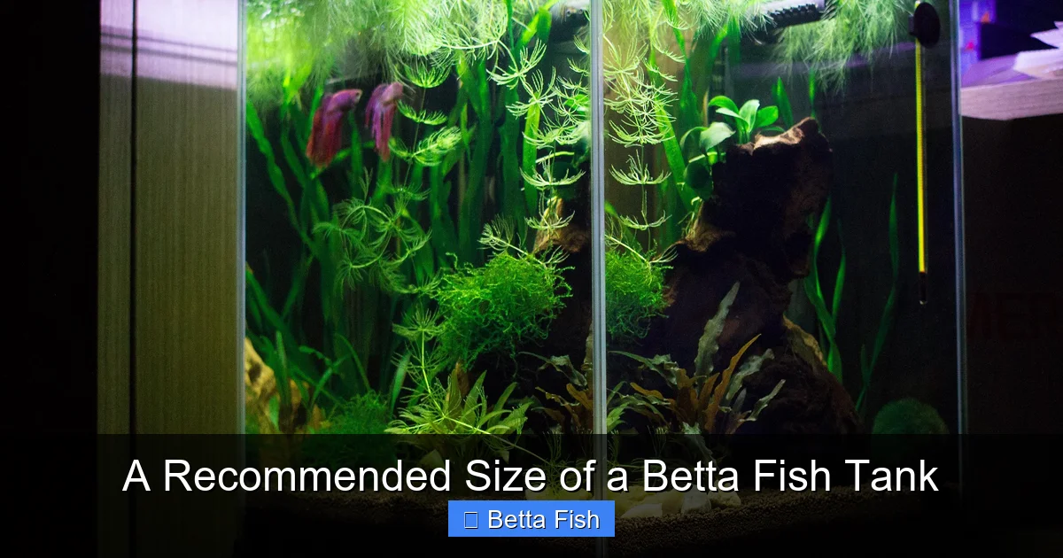 A Recommended Size of a Betta Fish Tank