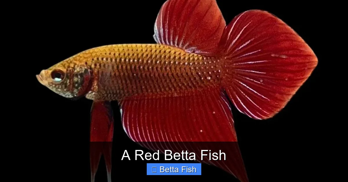 A Red Betta Fish