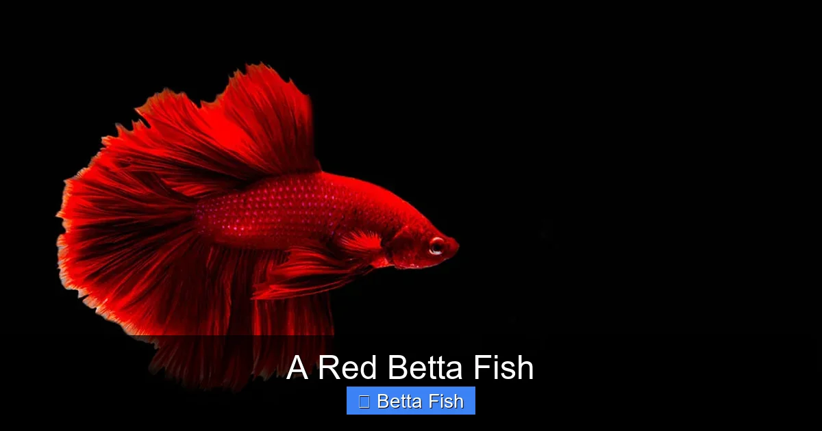 A Red Betta Fish