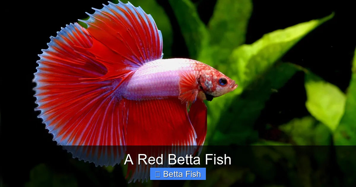 A Red Betta Fish