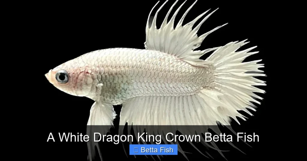 A White Dragon King Crown Betta Fish