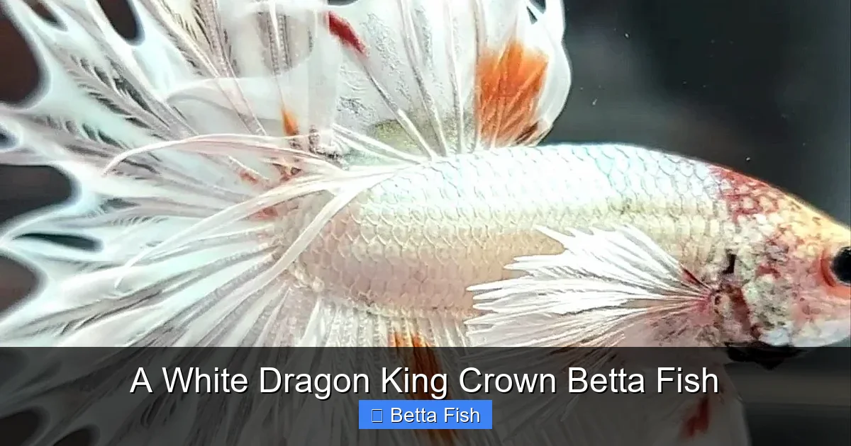 A White Dragon King Crown Betta Fish