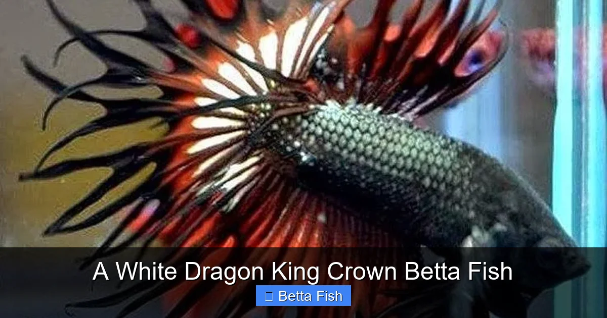 A White Dragon King Crown Betta Fish