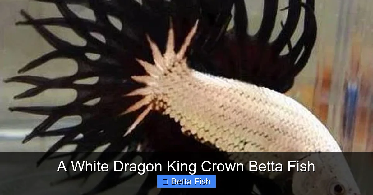 A White Dragon King Crown Betta Fish