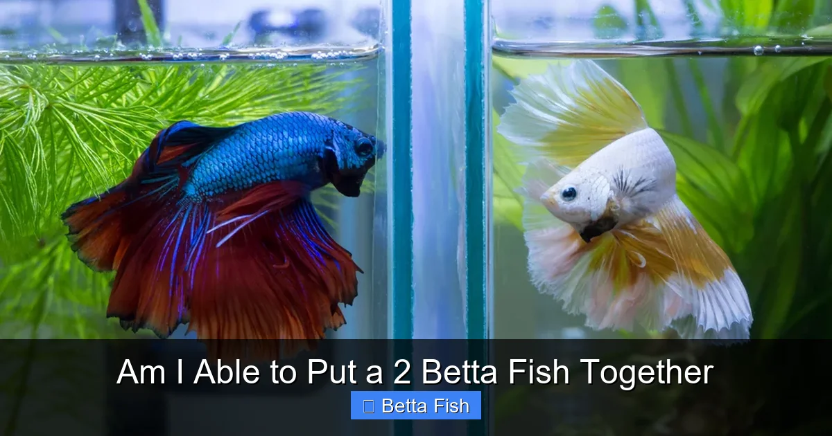Am I Able to Put a 2 Betta Fish Together