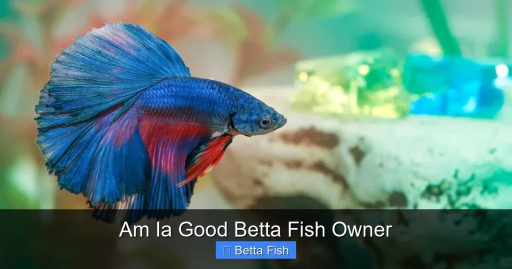 Am Ia Good Betta Fish Owner