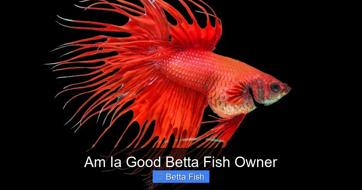 Am Ia Good Betta Fish Owner
