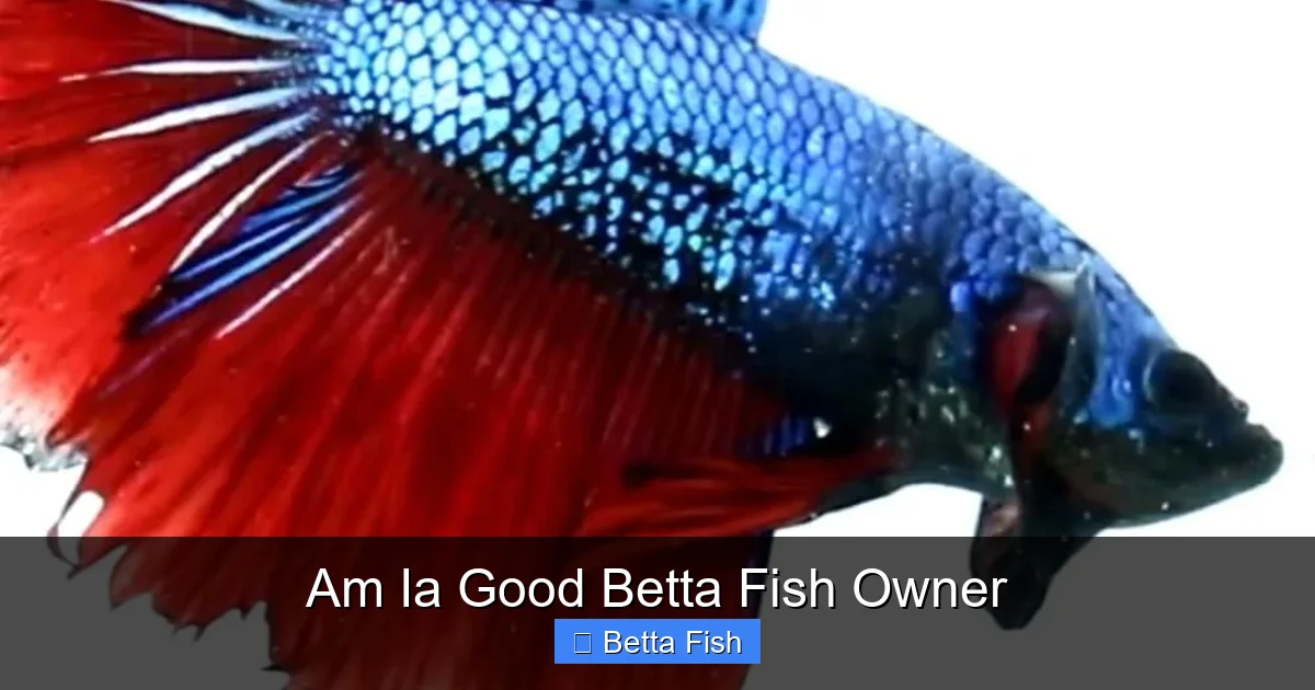 Am Ia Good Betta Fish Owner