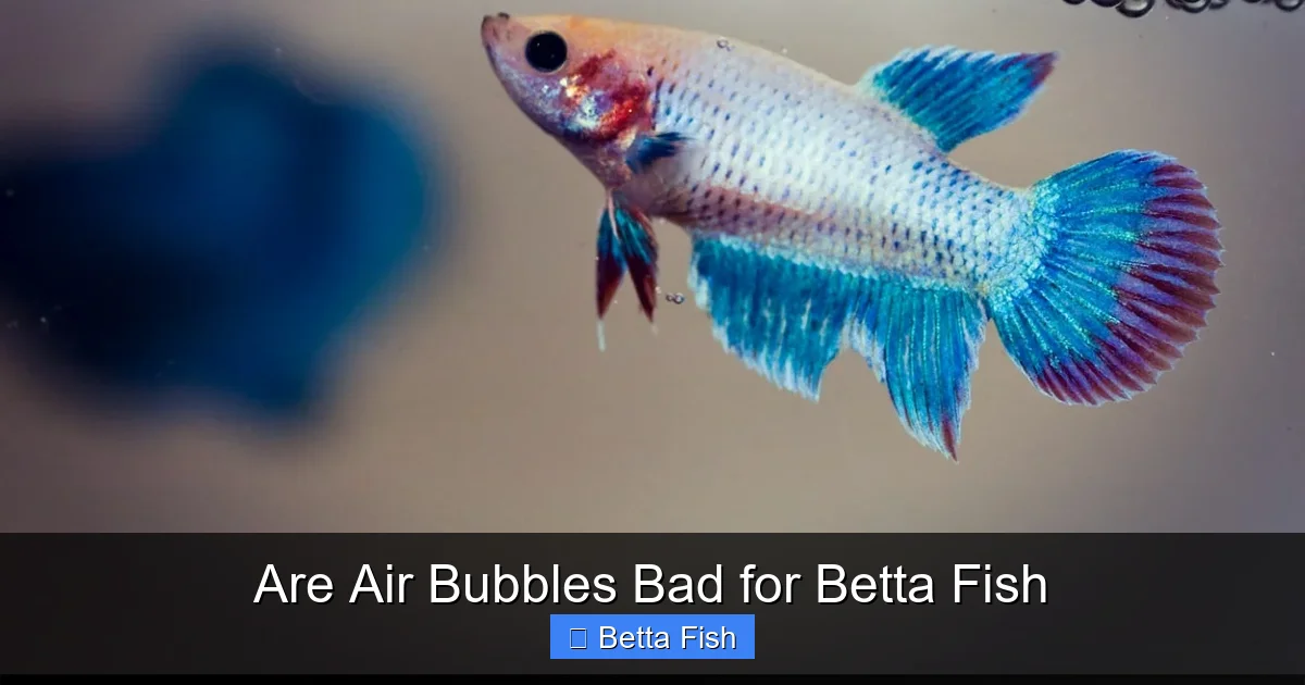 Are Air Bubbles Bad for Betta Fish
