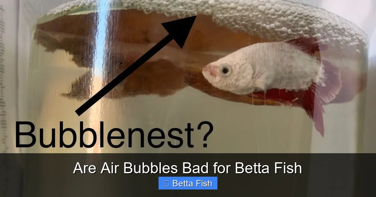 Are Air Bubbles Bad for Betta Fish