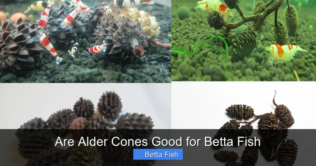 Are Alder Cones Good for Betta Fish