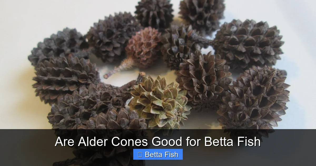 Are Alder Cones Good for Betta Fish