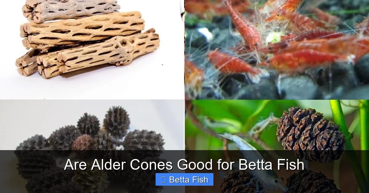 Are Alder Cones Good for Betta Fish
