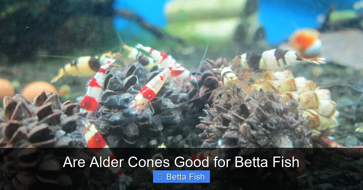 Are Alder Cones Good for Betta Fish