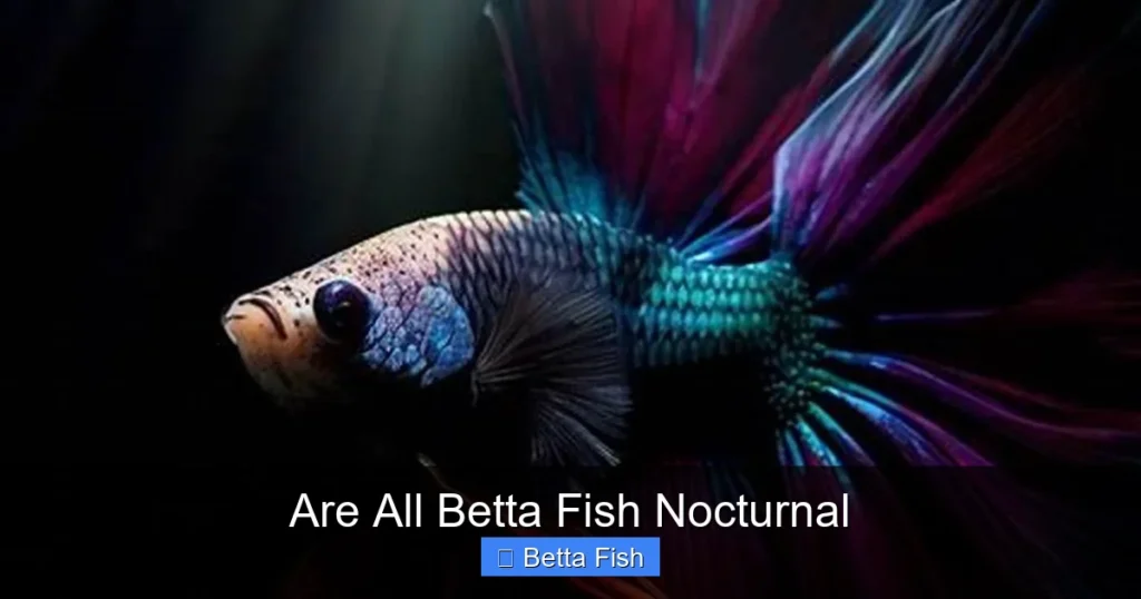 Are All Betta Fish Nocturnal
