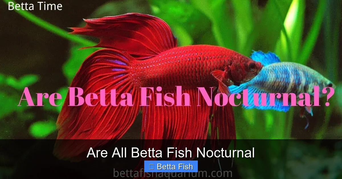 Are All Betta Fish Nocturnal
