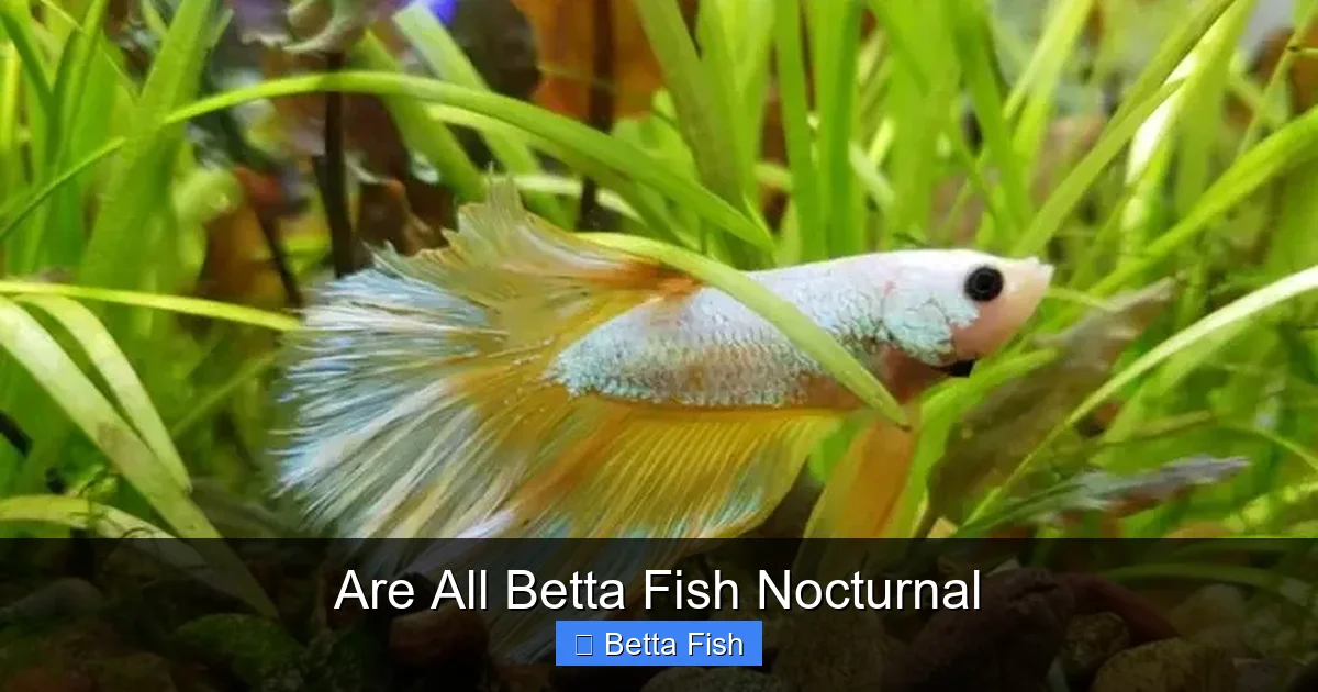 Are All Betta Fish Nocturnal