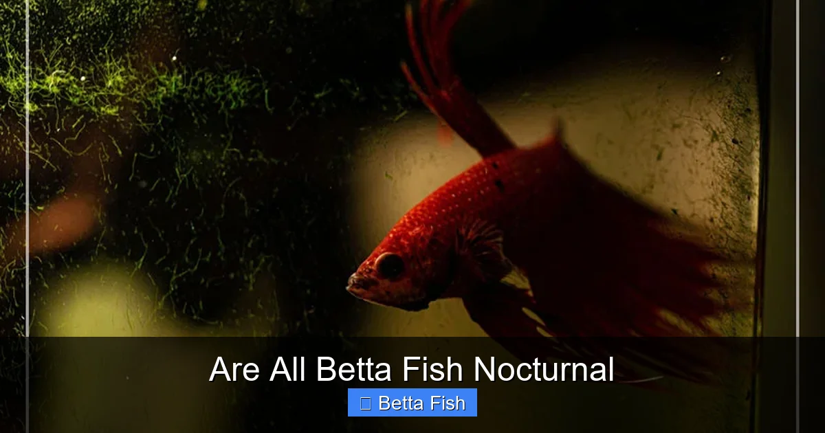 Are All Betta Fish Nocturnal