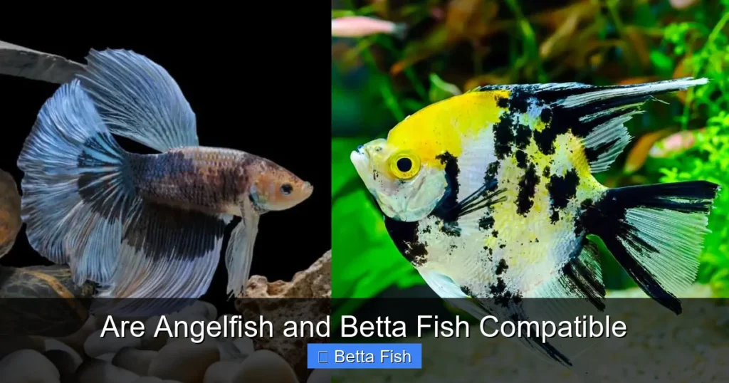 Are Angelfish and Betta Fish Compatible