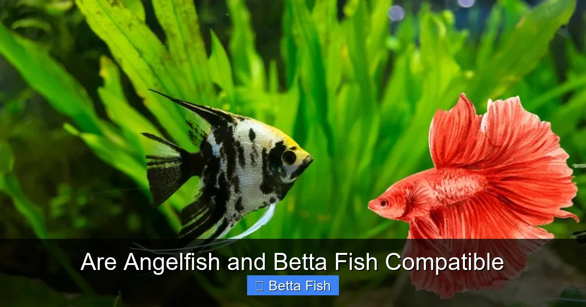 Are Angelfish and Betta Fish Compatible