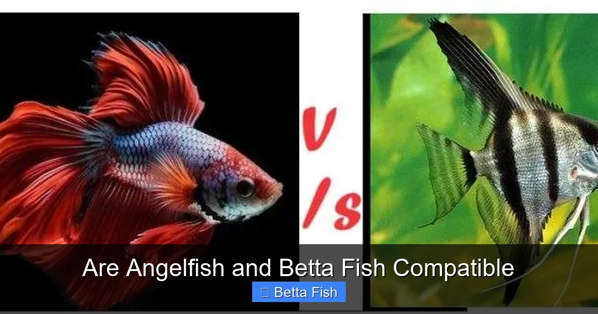 Are Angelfish and Betta Fish Compatible