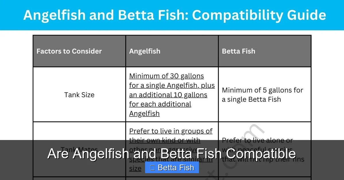 Are Angelfish and Betta Fish Compatible