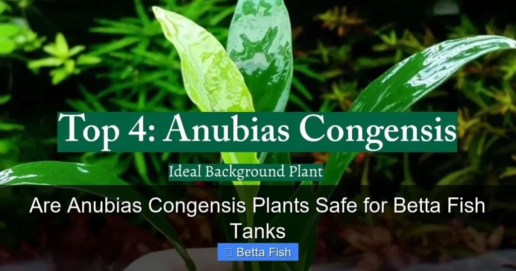 Are Anubias Congensis Plants Safe for Betta Fish Tanks