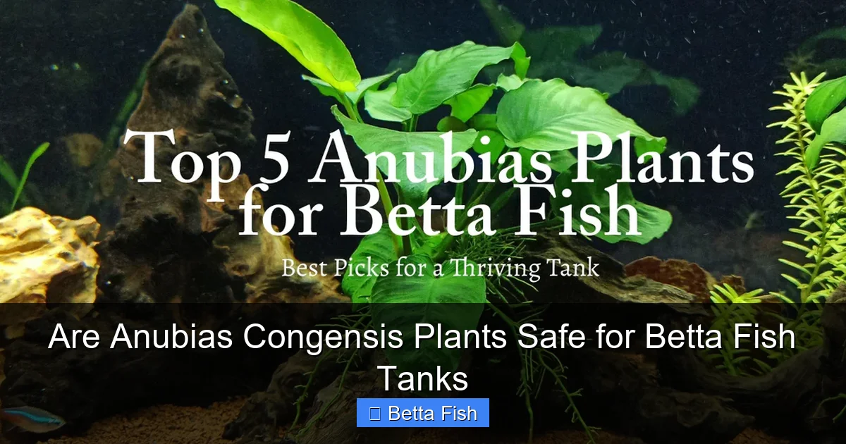 Are Anubias Congensis Plants Safe for Betta Fish Tanks