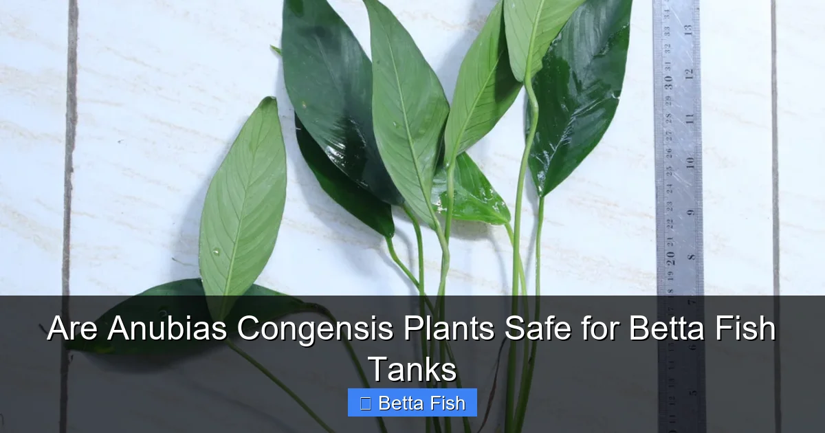 Are Anubias Congensis Plants Safe for Betta Fish Tanks