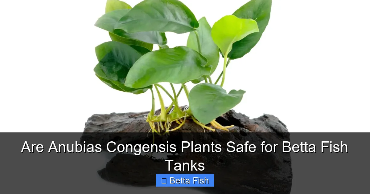 Are Anubias Congensis Plants Safe for Betta Fish Tanks