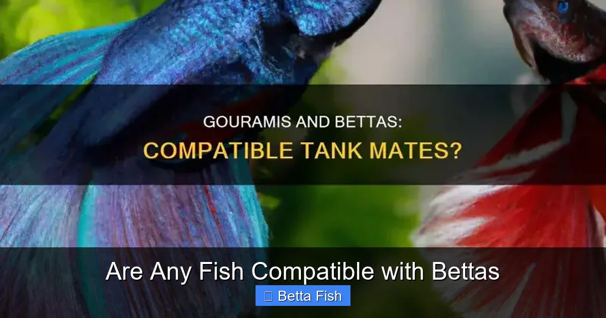 Are Any Fish Compatible with Bettas