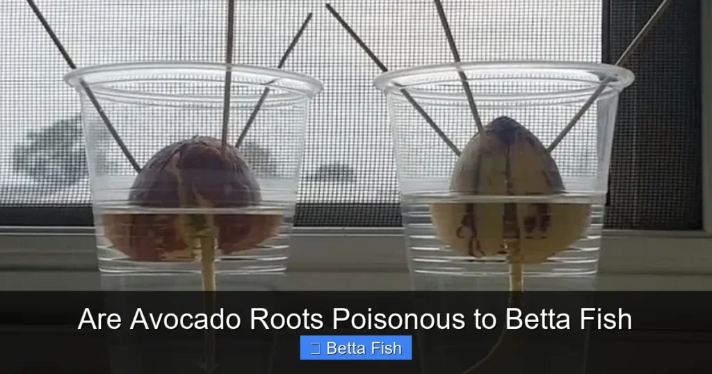 Are Avocado Roots Poisonous to Betta Fish