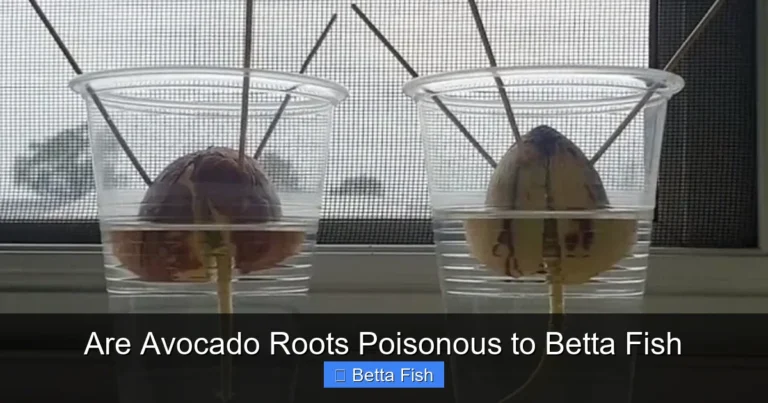 Are Avocado Roots Poisonous to Betta Fish