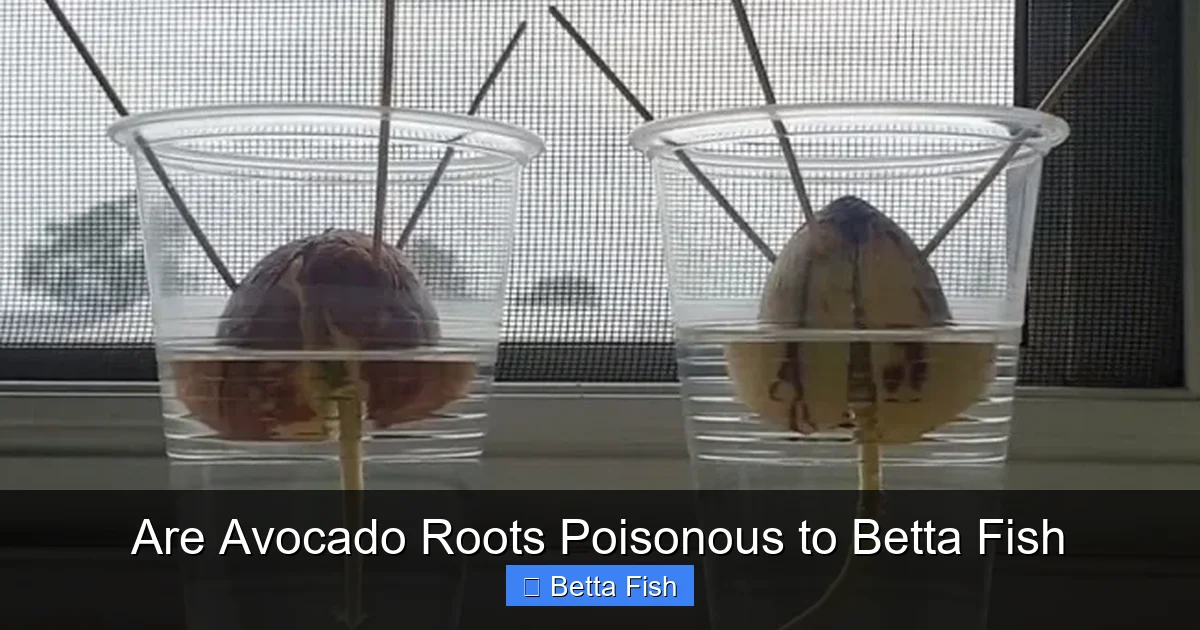Are Avocado Roots Poisonous to Betta Fish