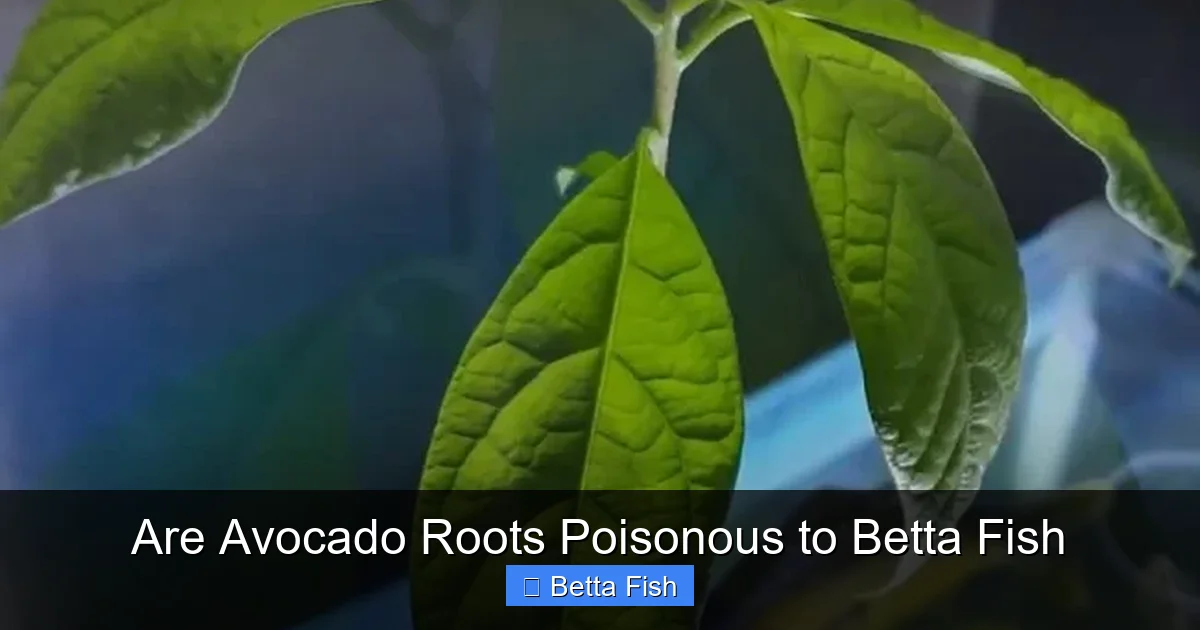 Are Avocado Roots Poisonous to Betta Fish