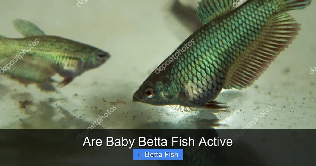 Are Baby Betta Fish Active