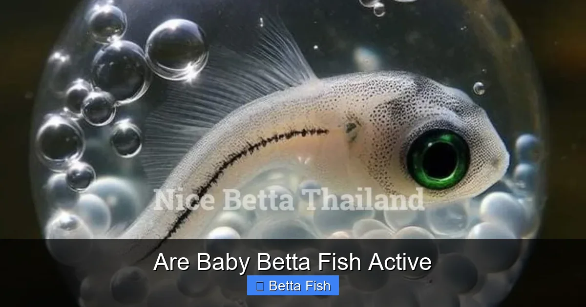 Are Baby Betta Fish Active