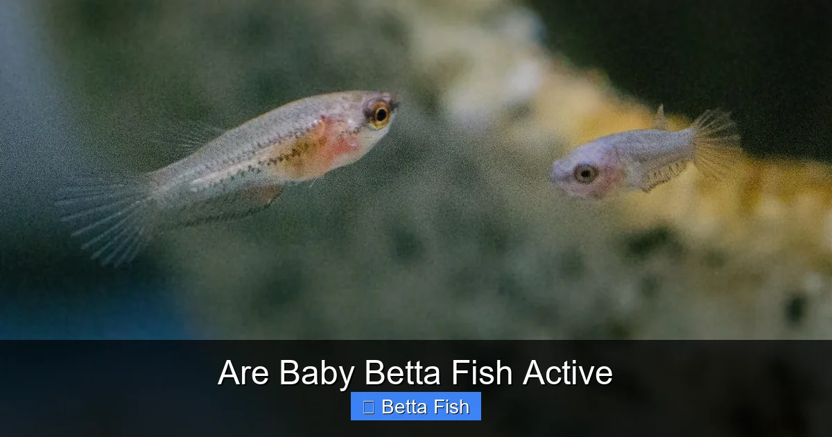 Are Baby Betta Fish Active
