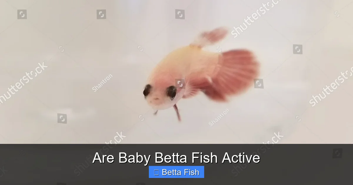 Are Baby Betta Fish Active