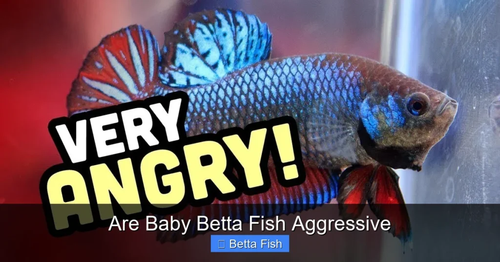 Are Baby Betta Fish Aggressive