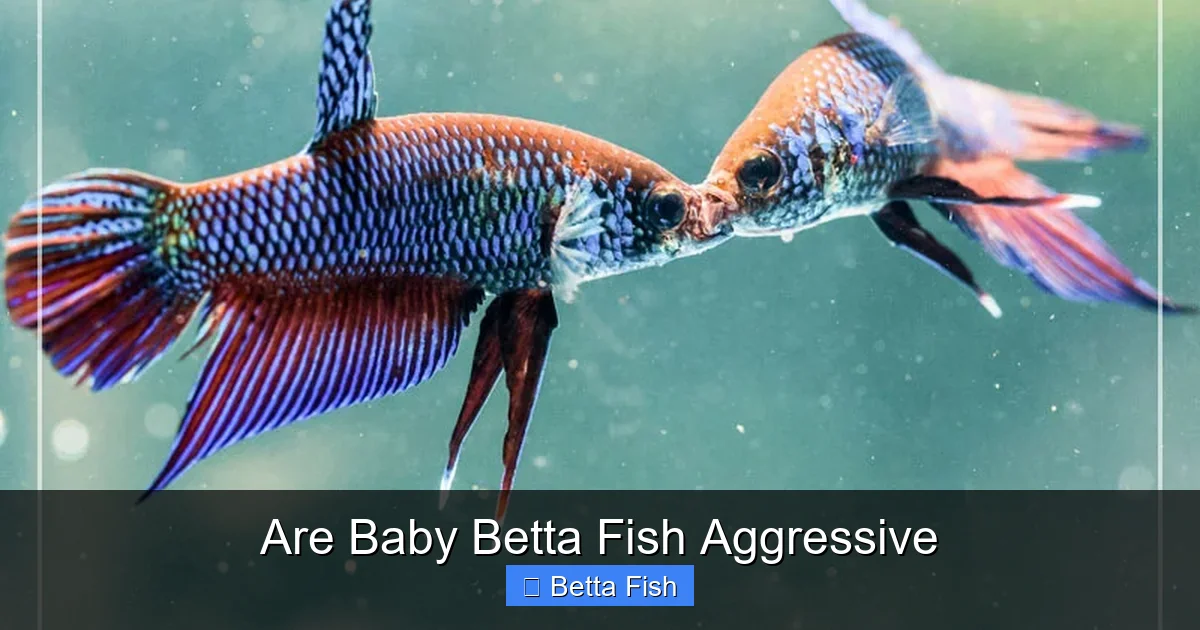 Are Baby Betta Fish Aggressive