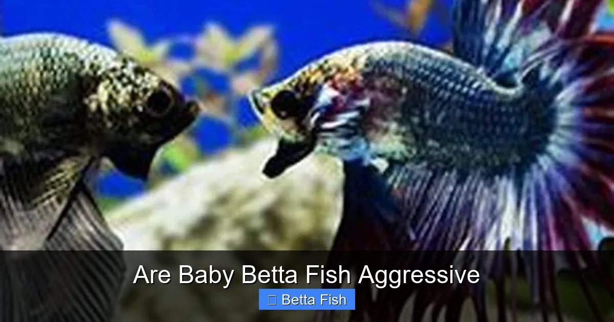 Are Baby Betta Fish Aggressive