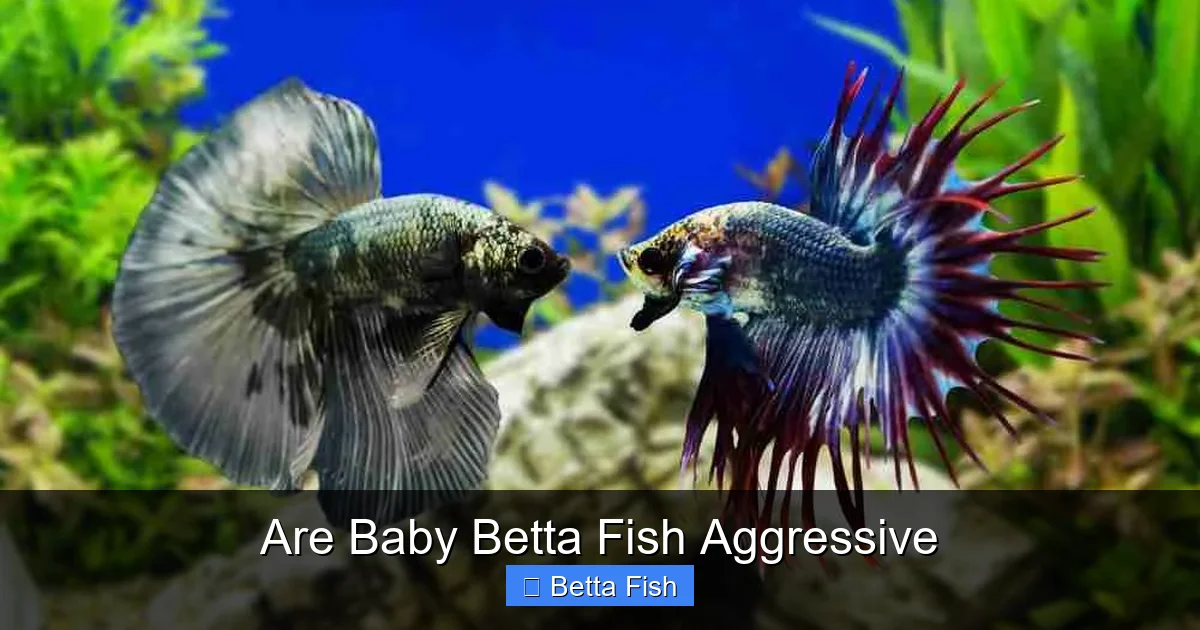 Are Baby Betta Fish Aggressive