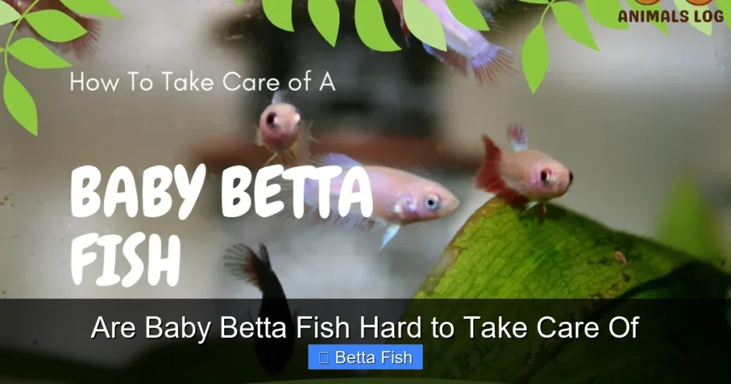 Are Baby Betta Fish Hard to Take Care Of