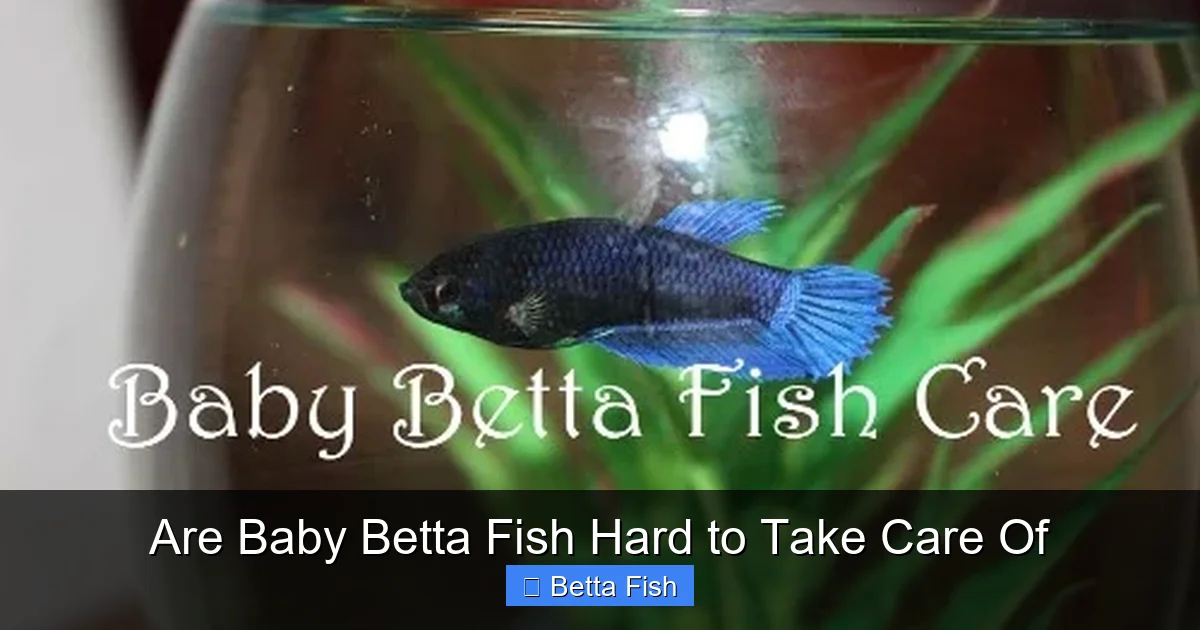 Are Baby Betta Fish Hard to Take Care Of